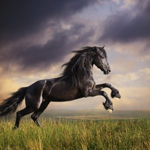 Black Horse - Designer Splashback