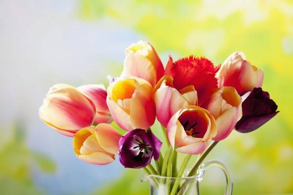 Bouquet of Tulips – Designer Splashback