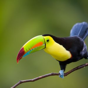 Colourful Toucan - Designer Splashback