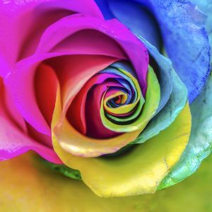 Colourful Rose – Designer Splashback