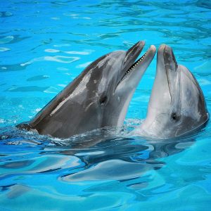 Dolphins – Designer Splashback