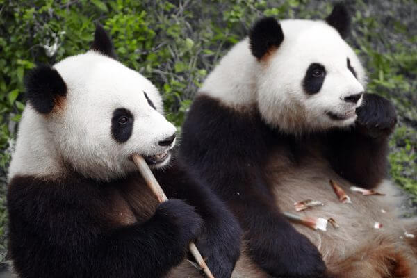 Eating Pandas - Designer Splashback