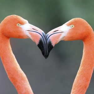 Flamingo Heart - Designer Splashback