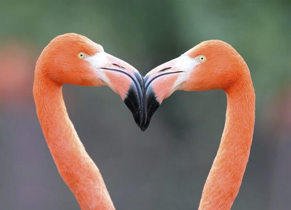 Flamingo Heart - Designer Splashback