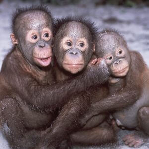 Hugging Orangutan Babies - Designer Splashback