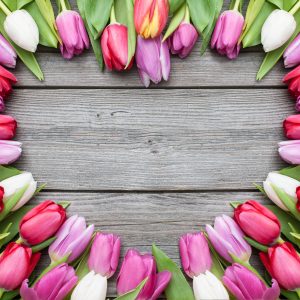 Love Heart of Tulips - Designer Splashback