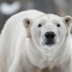 Polar Bear - Designer Splashback