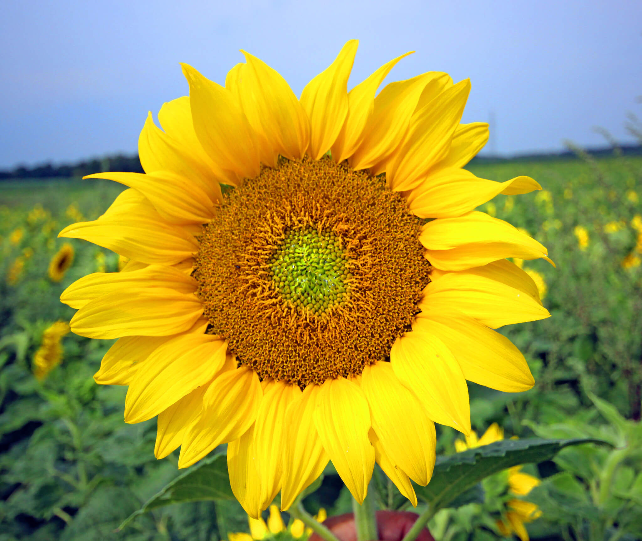 Sunflower - Design Splashback - Cameo Glass