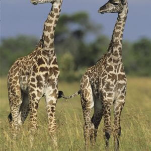 Two Masai Giraffes - Designer Splashback