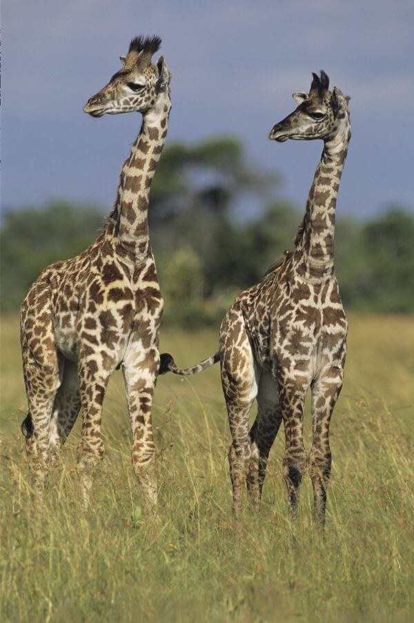 Two Masai Giraffes - Designer Splashback