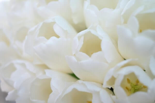 White Tulips – Designer Splashback