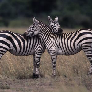Zebras - Designer Splashback
