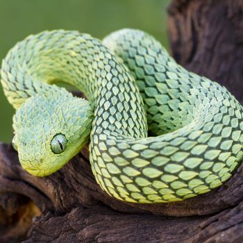 Colourful Snake - Designer Splashbacks