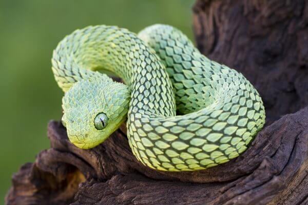 Colourful Snake - Designer Splashbacks