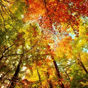 Colourful Tree Tops
