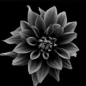Flower Head Black and White - Designer Splashbacks