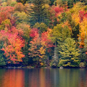 New England Autumn Foliage - Designer Splashbacks