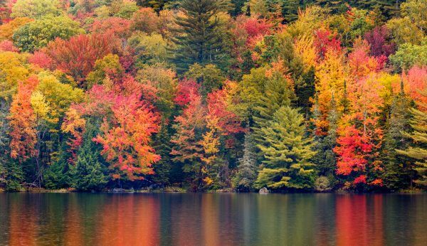 New England Autumn Foliage - Designer Splashbacks