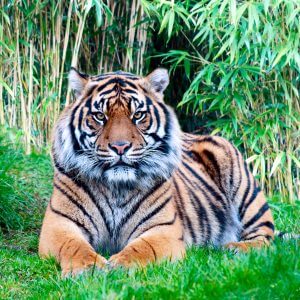 Tiger - Designer Splashbacks